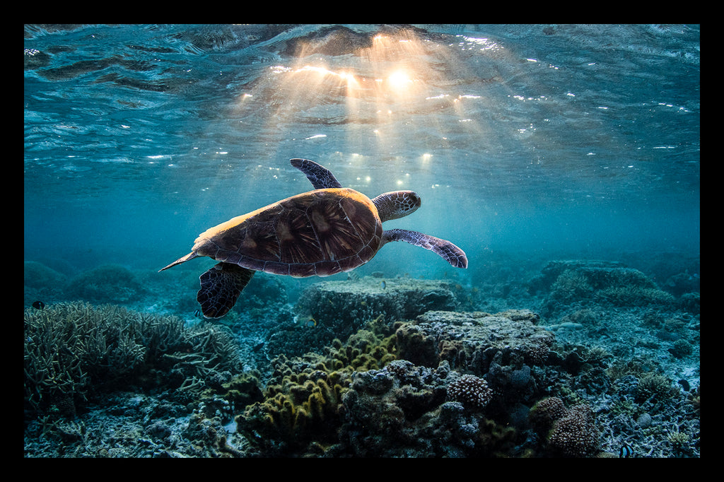 MORNING SWIM