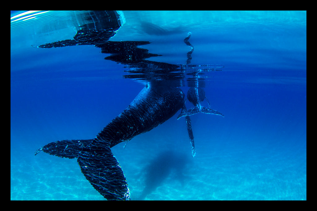 WHALES