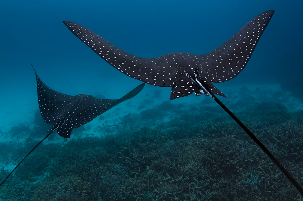 Spotted eagle Rays swimming on The Great Barrier Reef