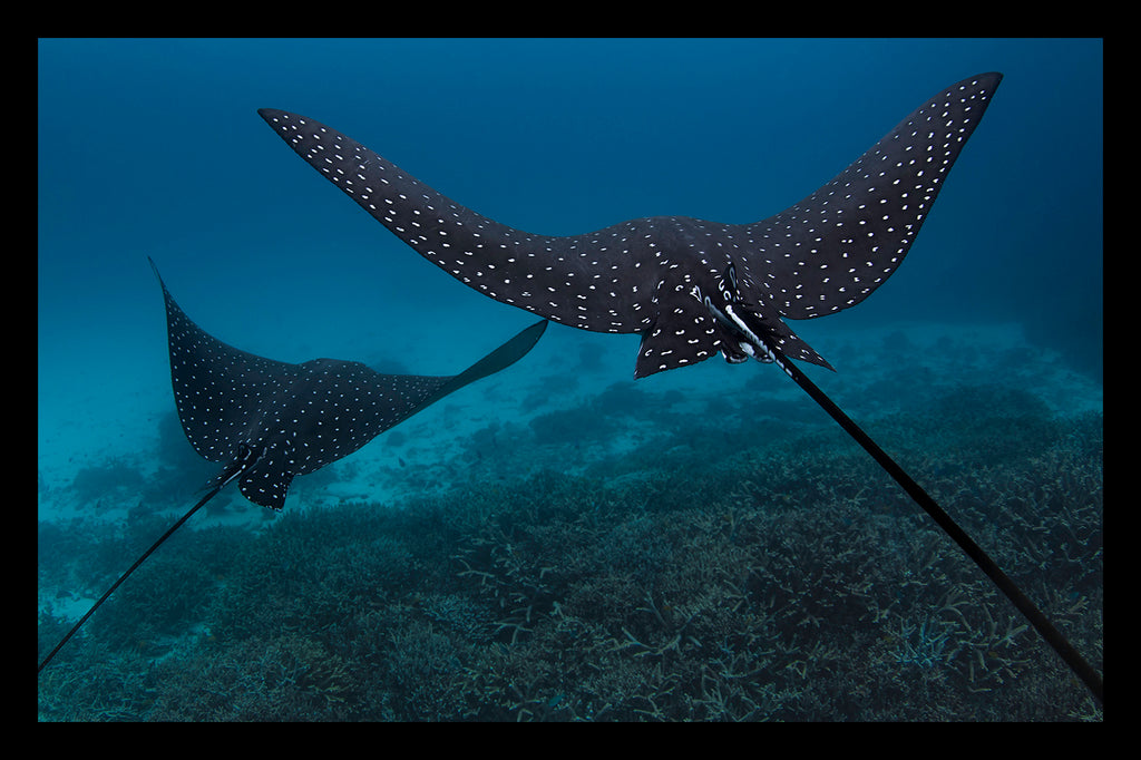 Spotted eagle Rays swimming on The Great Barrier Reef
