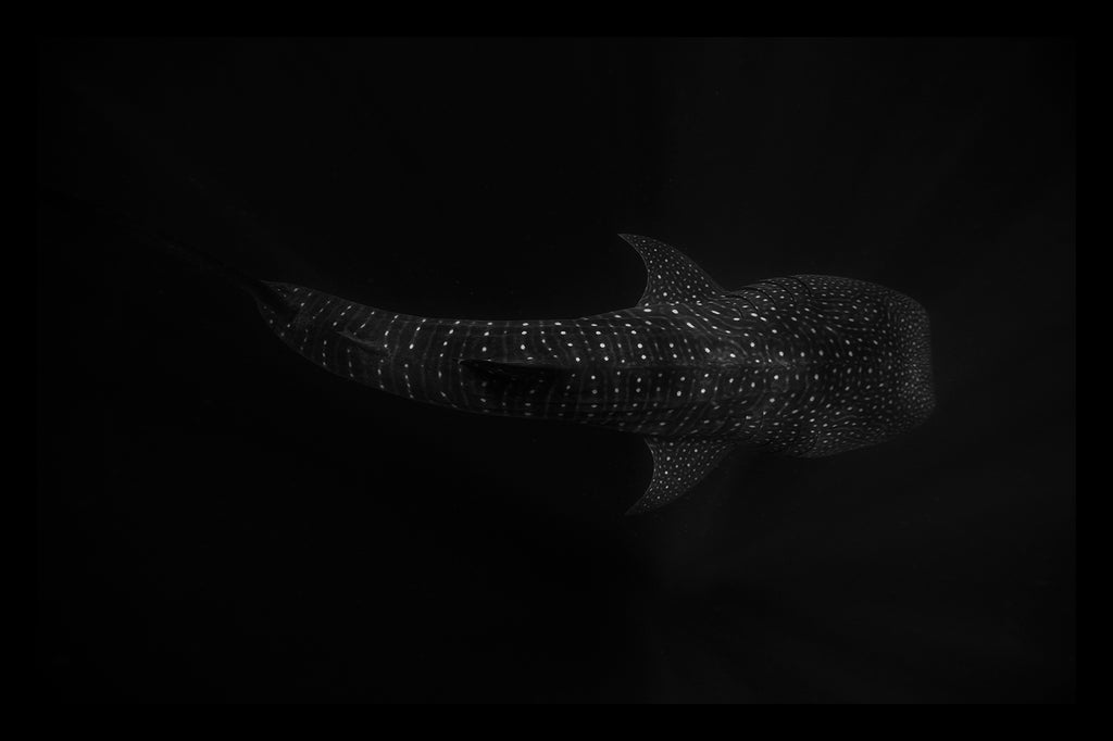 ABYSS