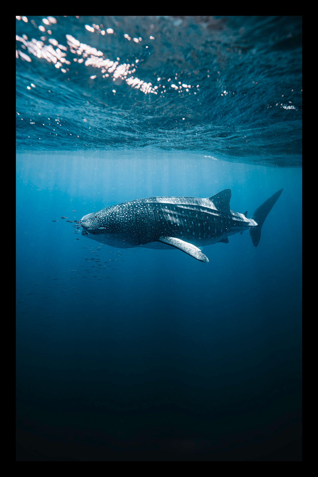 WHALE SHARK IN THE SUN
