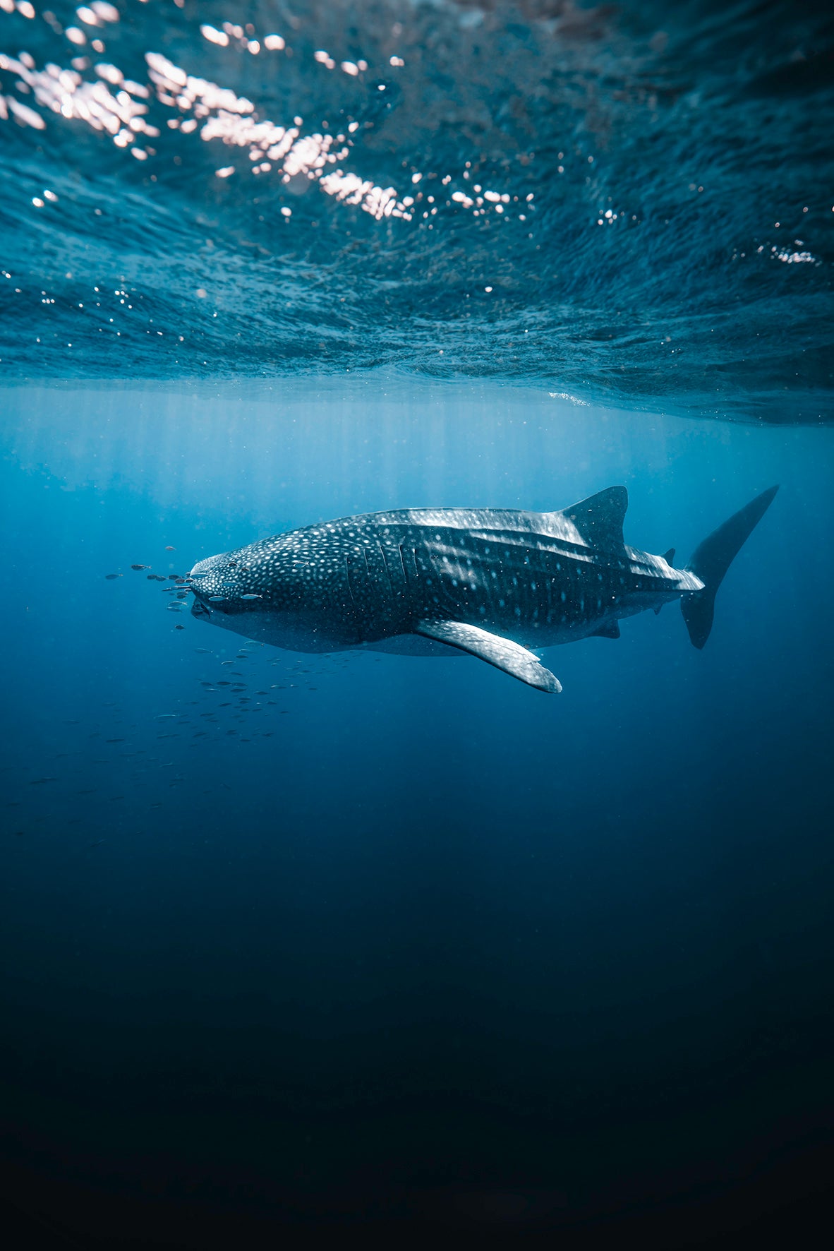WHALE SHARK IN THE SUN