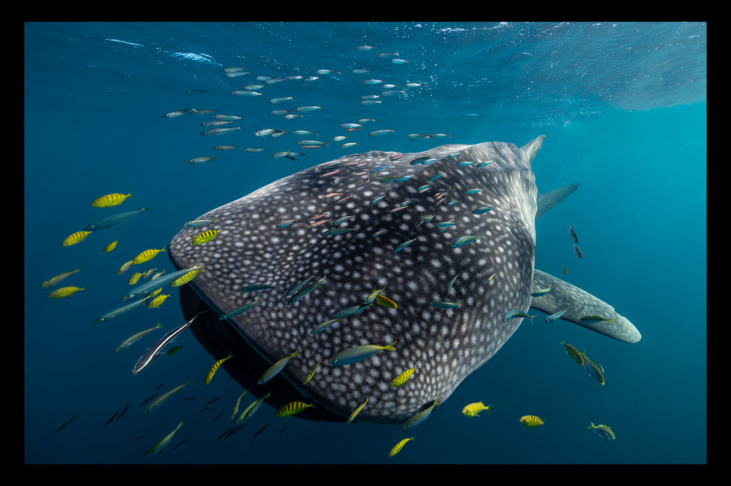 WHALE SHARK