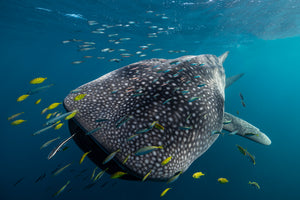 WHALE SHARK