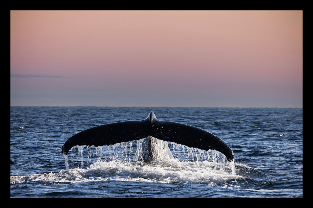 WHALE TAIL