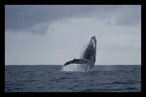 SURFACED