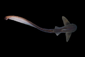 PATTERNS OF AN OCEAN LEOPARD