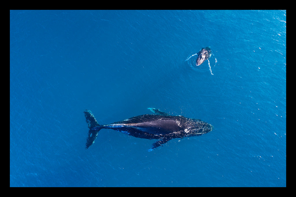 Humpback Whales, Mum and Calf