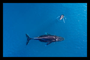 Humpback Whales, Mum and Calf