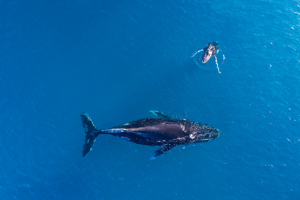 Humpback Whales, Mum and Calf