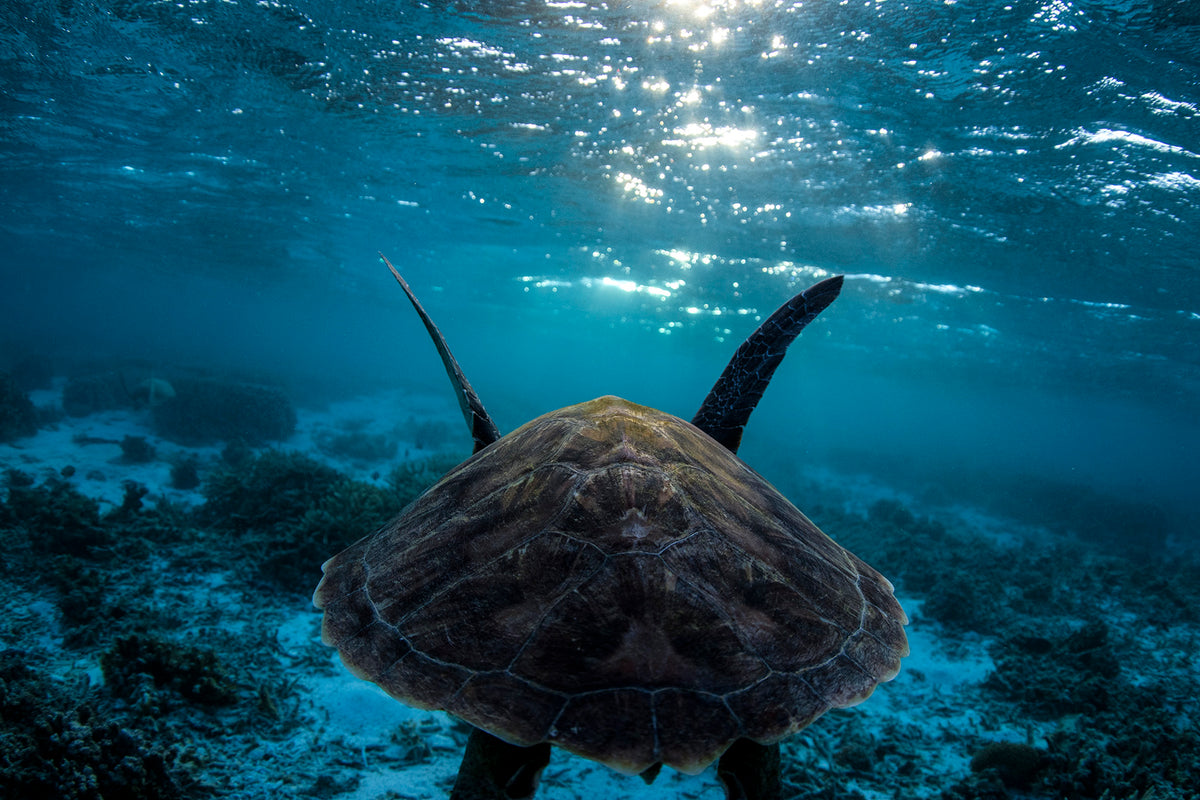 FOLLOW ME – Coastal Graphics